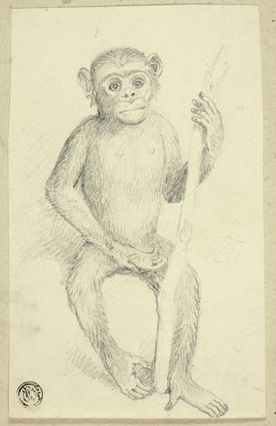 Orangutan by Edwin Henry Landseer