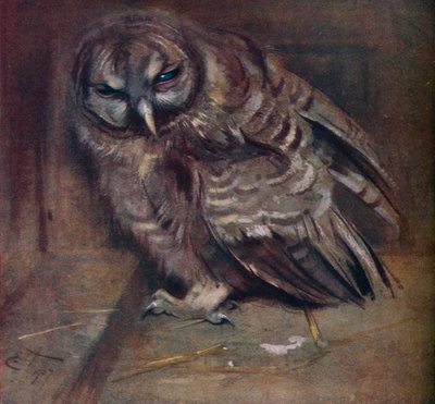 A Young Brown Owl by Edwin John Alexander