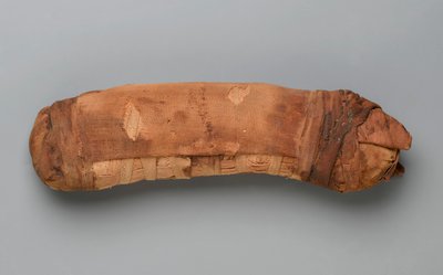 Mummy of a Cat by Egyptian