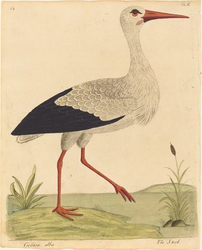 The Stork by Eleazar Albin