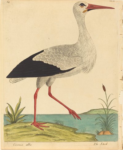The Stork, published 1731-1738 by Eleazar Albin