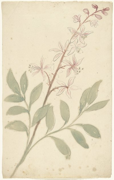 Flower Study by Elias van Nijmegen