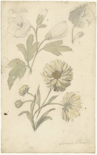 Studies of Sunflowers and Dialtia by Elias van Nijmegen