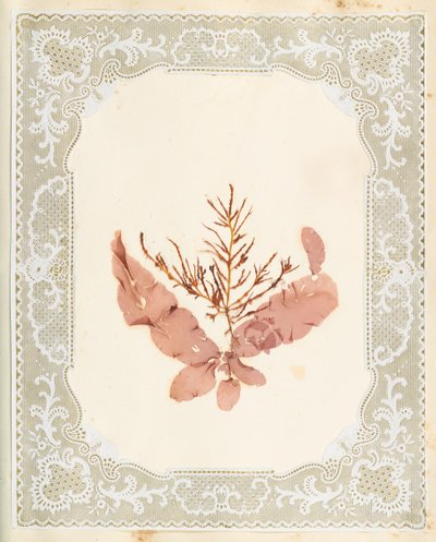 Seaweeds by Eliza A. Jordson