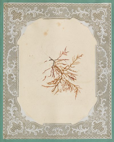 Seaweeds by Eliza A. Jordson
