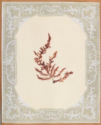 Seaweeds by Eliza A. Jordson
