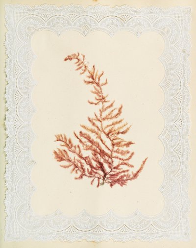Seaweeds by Eliza A. Jordson