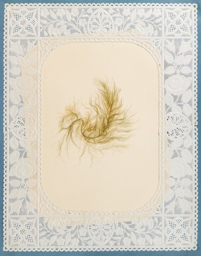 Seaweeds by Eliza A. Jordson