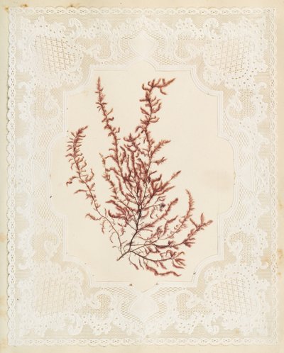 Seaweeds by Eliza A. Jordson