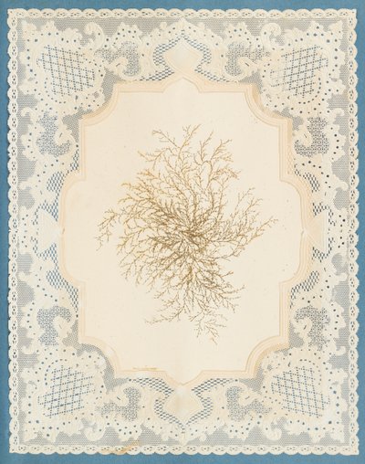 Seaweeds by Eliza A. Jordson