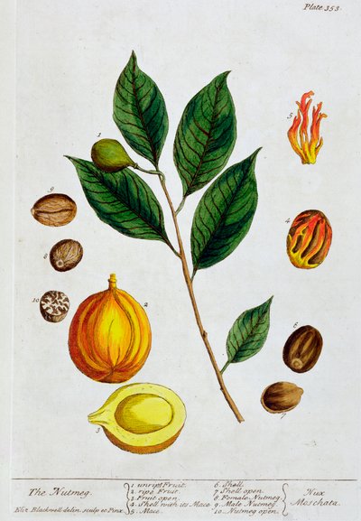 Nutmeg by Elizabeth Blackwell