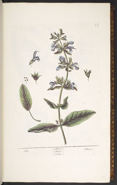 Plate 10, Sage, from 