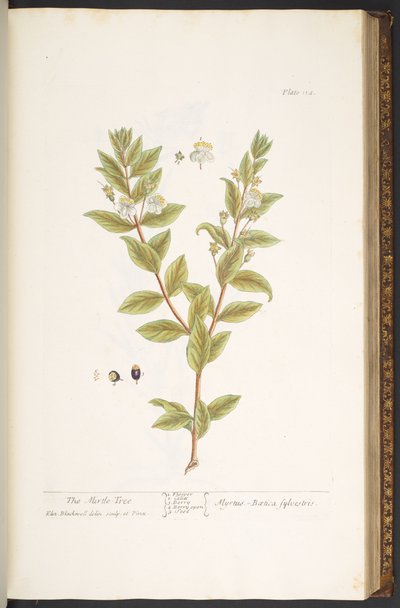 Plate 114, from 