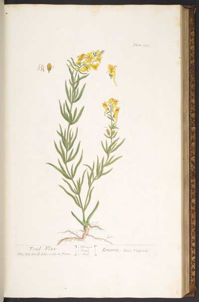 Plate 115, from 