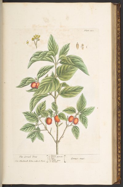 Plate 121, from 