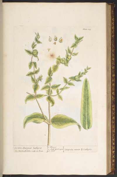 Plate 123, from 