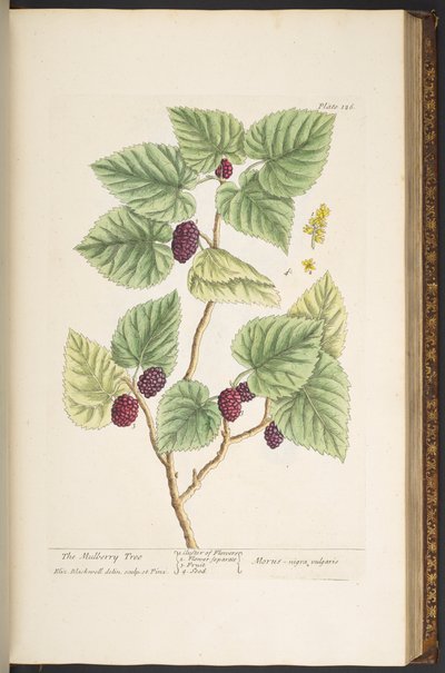 Plate 126, from 