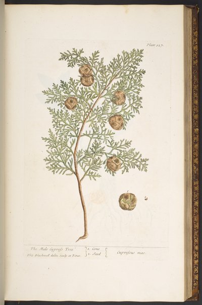 Plate 127, from 