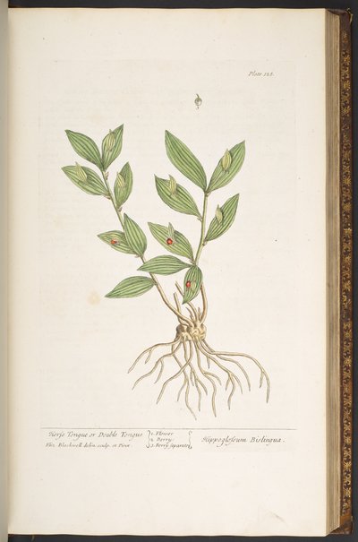 Plate 128, from 