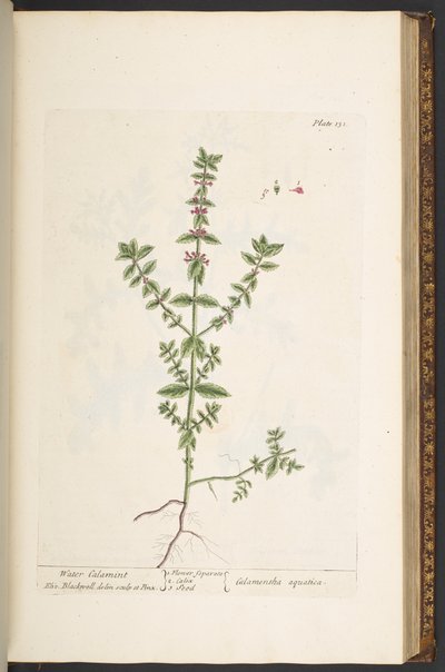 Plate 131, from 