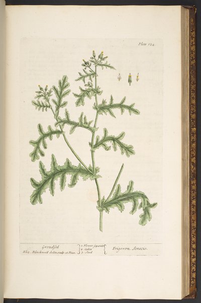 Plate 132, from 