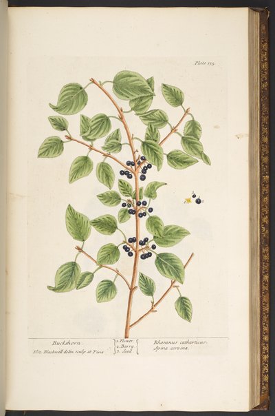 Plate 135, from 