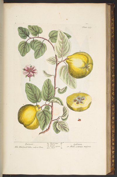 Plate 137, from 