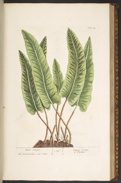 Plate 138, from 