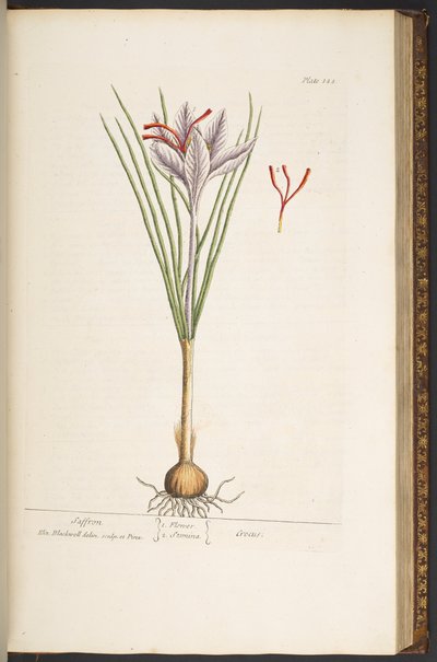 Plate 144, from 