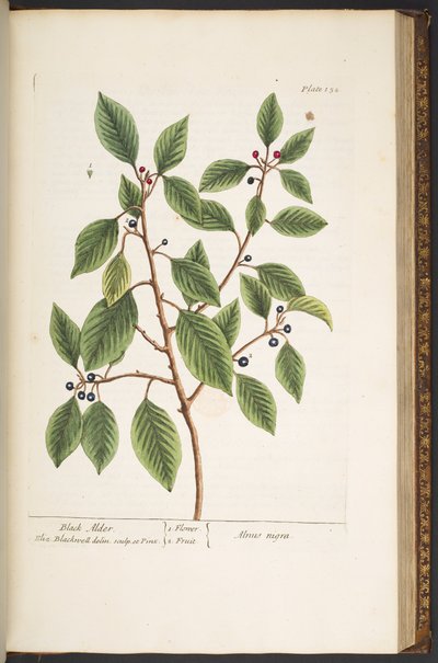 Plate 152, from 