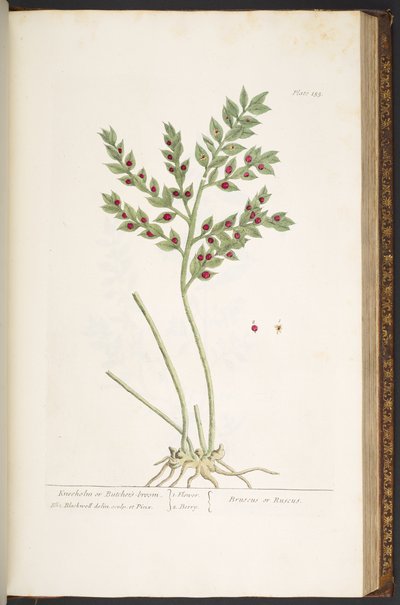 Plate 155, from 