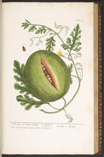 Plate 157, from 
