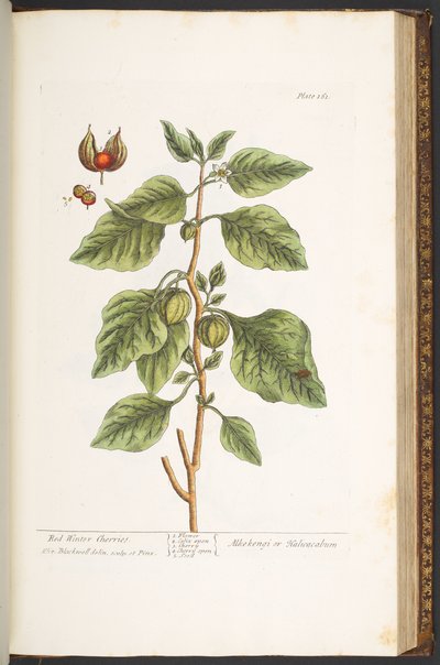 Plate 161, from 