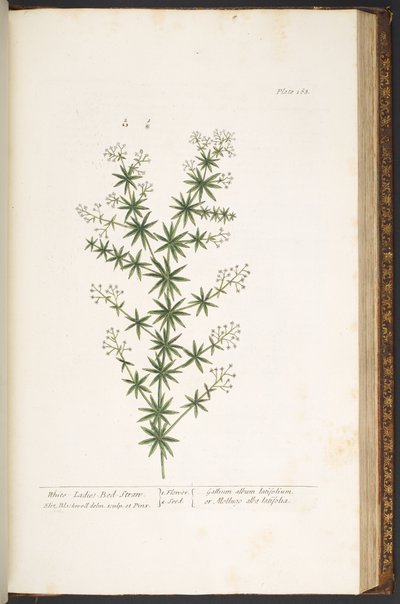 Plate 168, from 