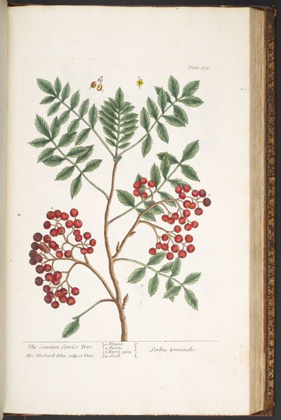 Plate 173, from 