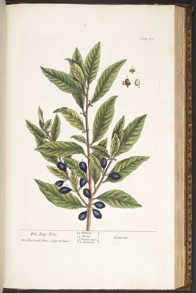 Plate 175, from 