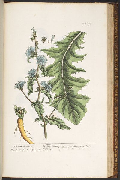 Plate 177, from 