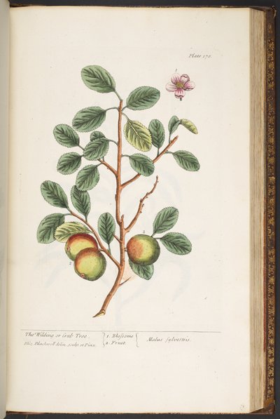 Plate 178, from 