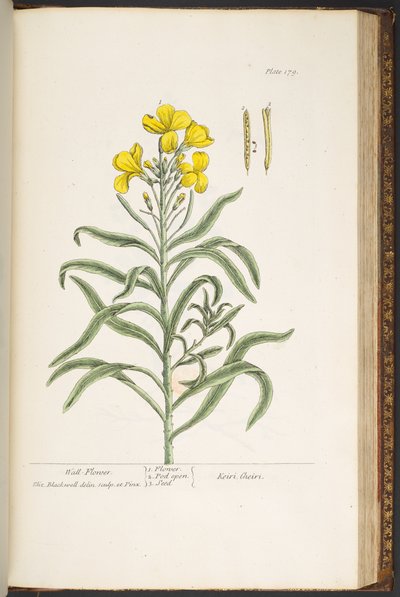 Plate 179, from 