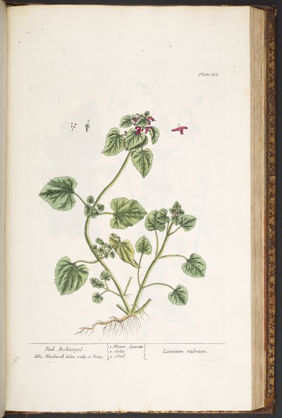 Plate 182, from 