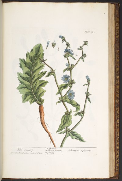 Plate 183, from 