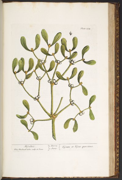 Plate 184, Mistletoe, from 