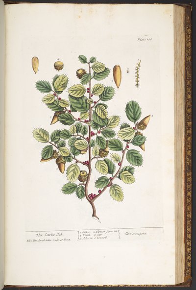 Plate 186, from 