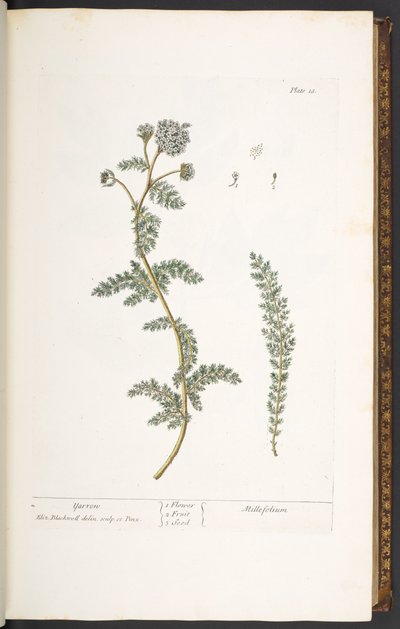 Plate 18, Yarrow, from 