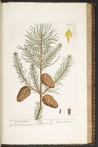 Plate 190, from 