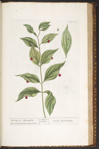 Plate 194, from 