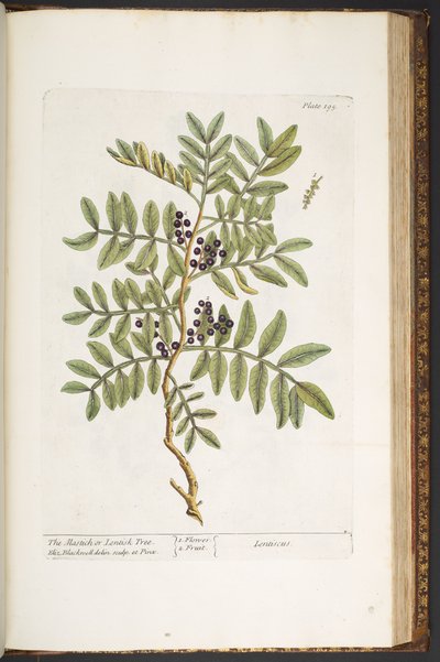 Plate 195, from 