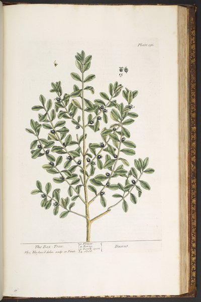 Plate 196, from 