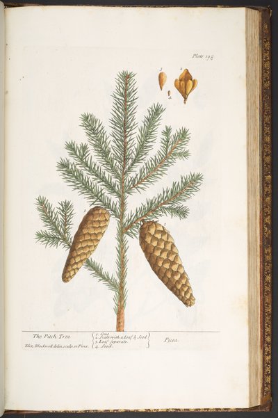 Plate 198, from 