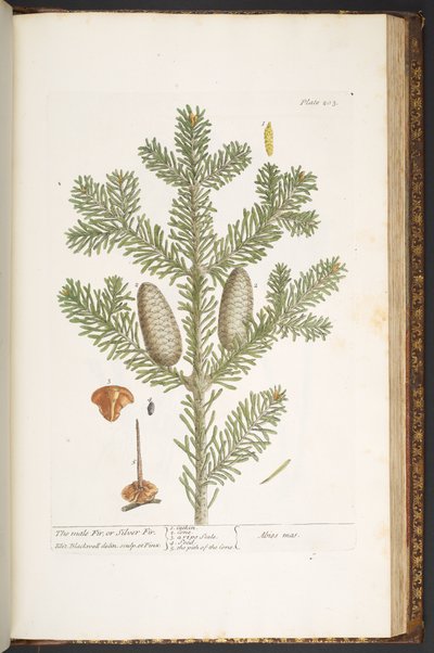 Plate 203, from 